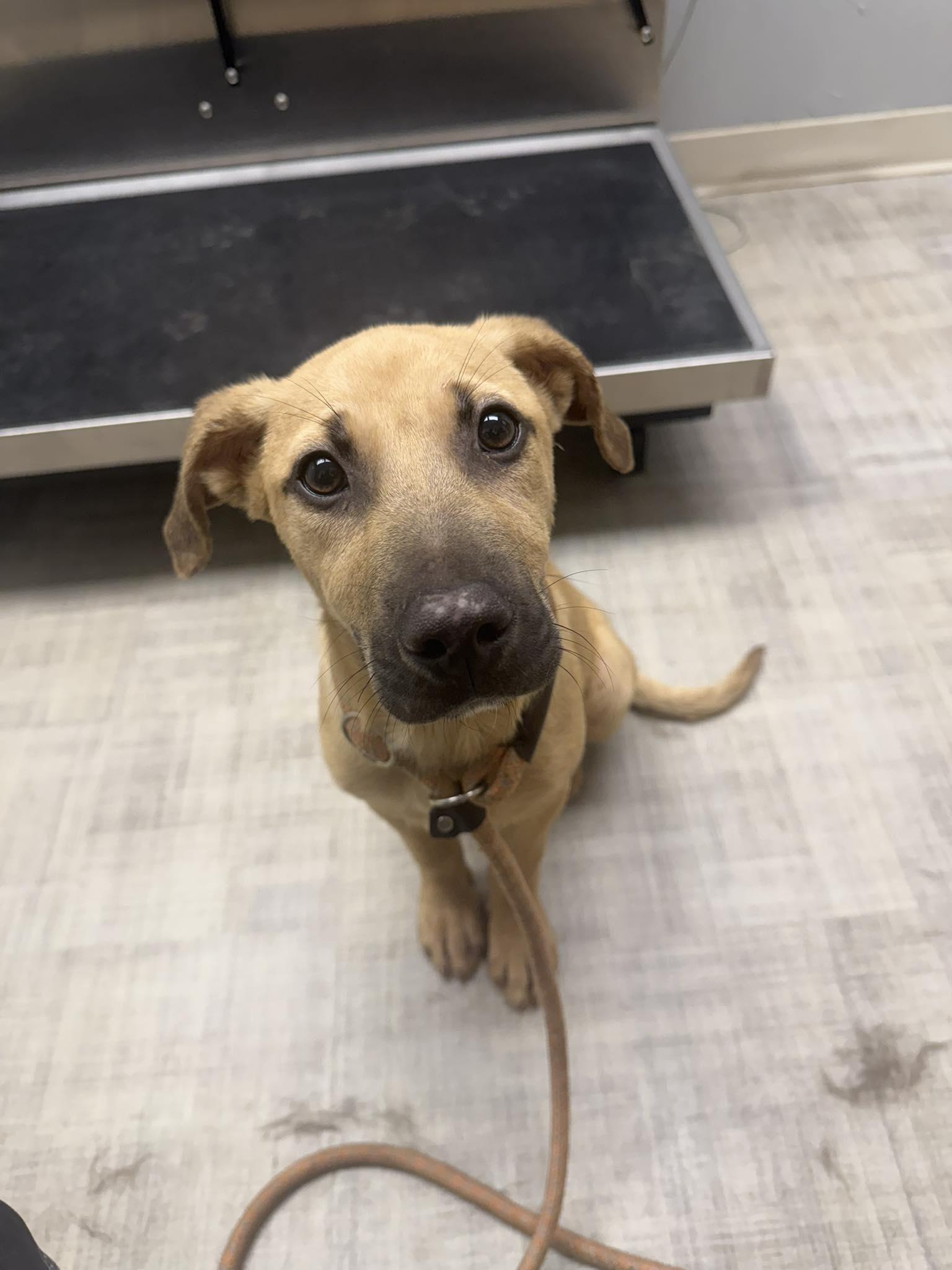 Scottie, Adoptable, Young Male German Shepherd Dog.