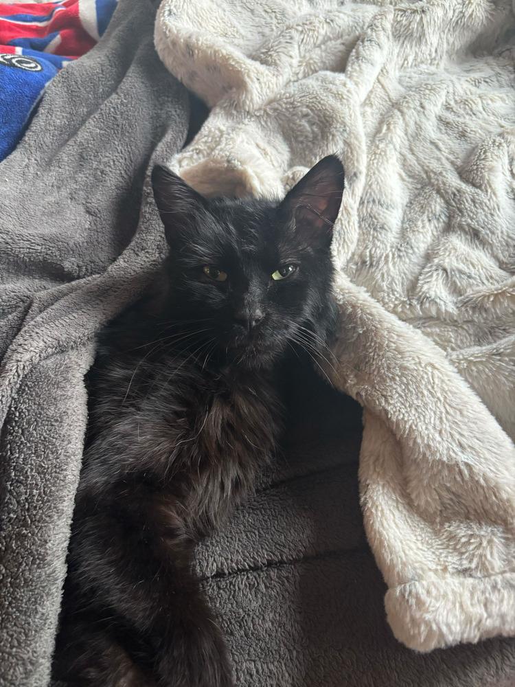 Benito, Adoptable, Adult Male Domestic Medium Hair.