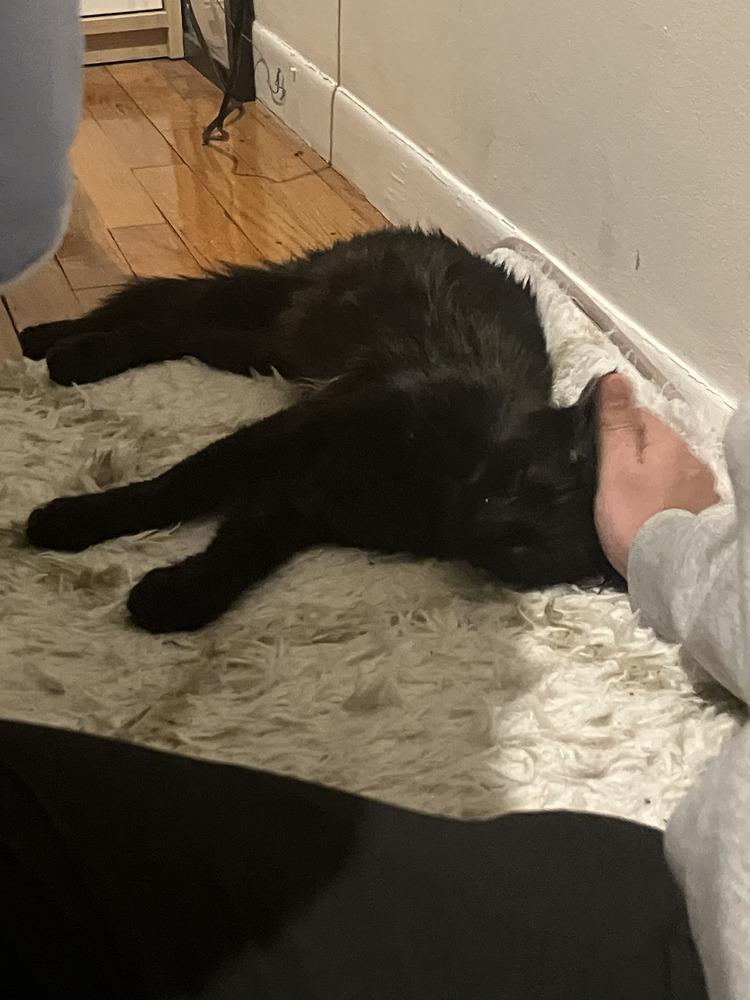 Enlarge Benito, a Adoptable mixed breed in New York, NY image 2/6