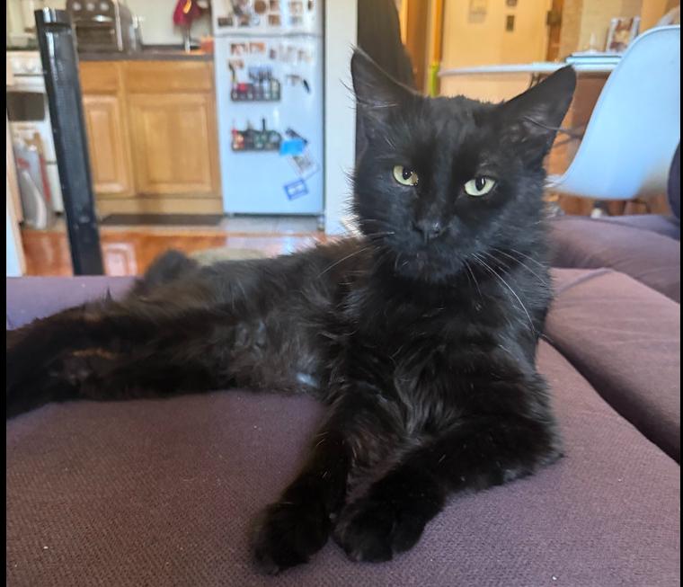 Enlarge Benito, a Adoptable mixed breed in New York, NY image 3/6