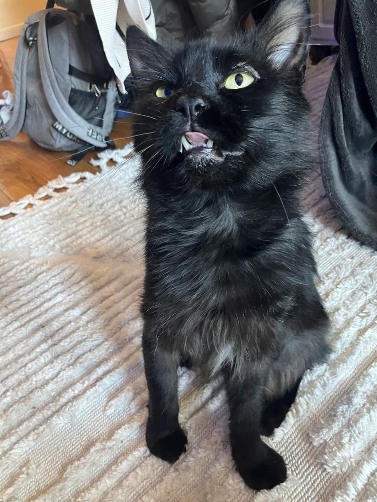 Enlarge Benito, a Adoptable mixed breed in New York, NY image 4/6