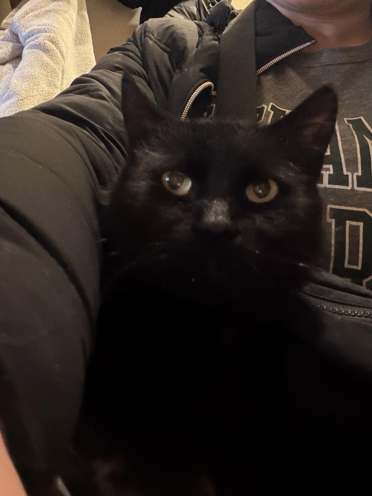 Enlarge Benito, a Adoptable mixed breed in New York, NY image 5/6