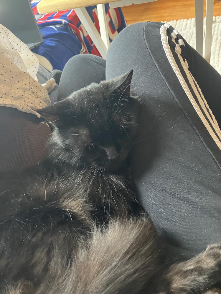 Enlarge Benito, a Adoptable mixed breed in New York, NY image 6/6