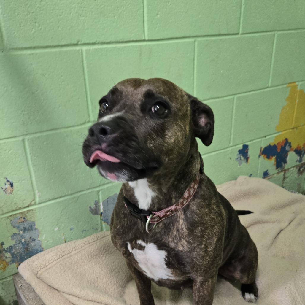 Enlarge Cedar 26-154, a Adoptable Pit Bull Terrier in Tawas City, MI image 1/1