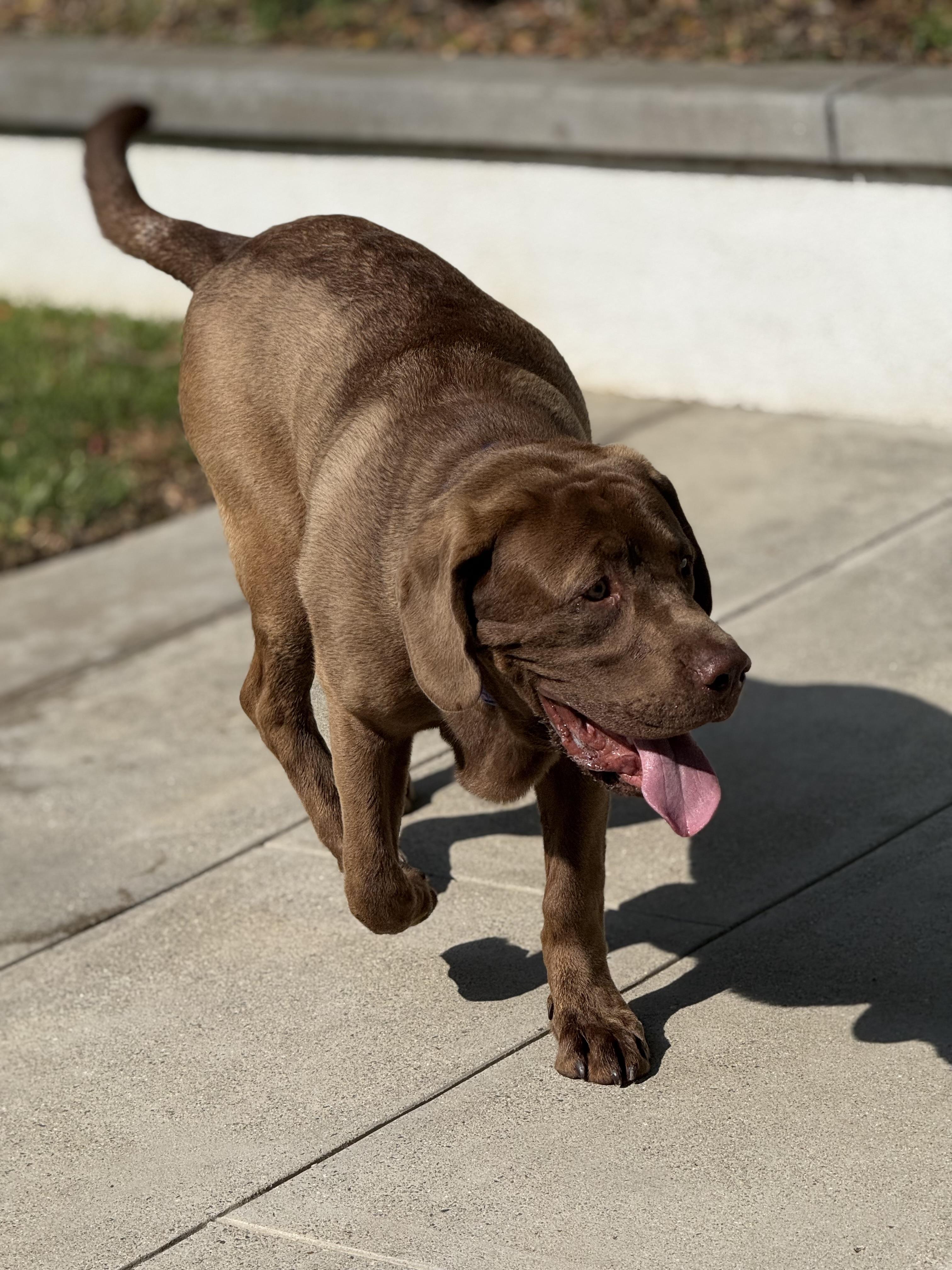 Max urgent urgent urgent urgent urgent needs a foster home immediately 2