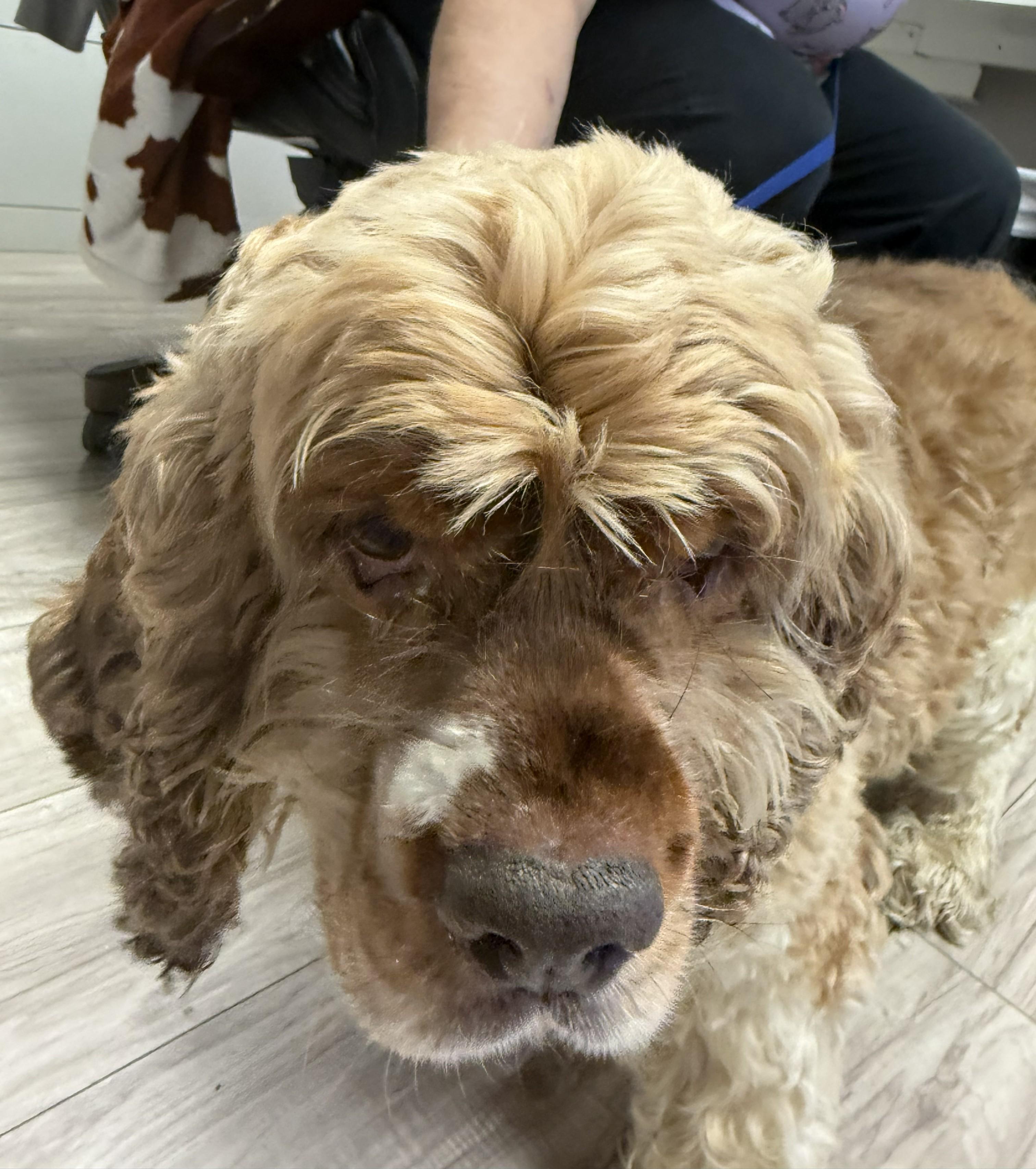 Enlarge Henry, a ADOPTABLE Cocker Spaniel in Plano, TX image 6/6