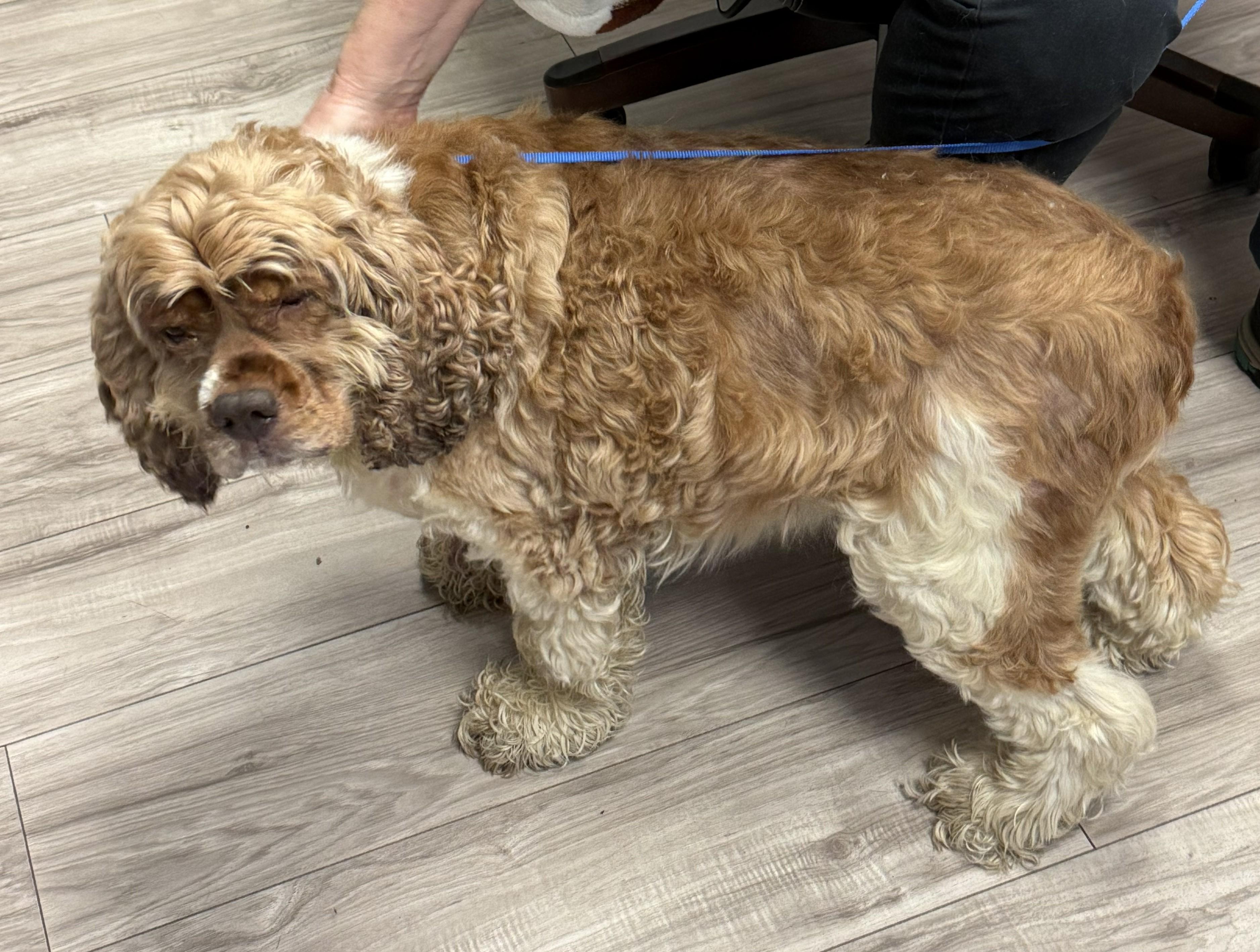 Enlarge Henry, a ADOPTABLE Cocker Spaniel in Plano, TX image 4/6