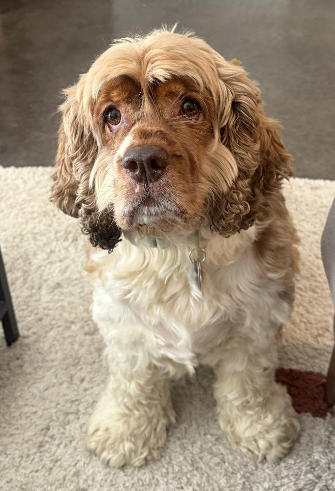 Enlarge Henry, a ADOPTABLE Cocker Spaniel in Plano, TX image 5/6