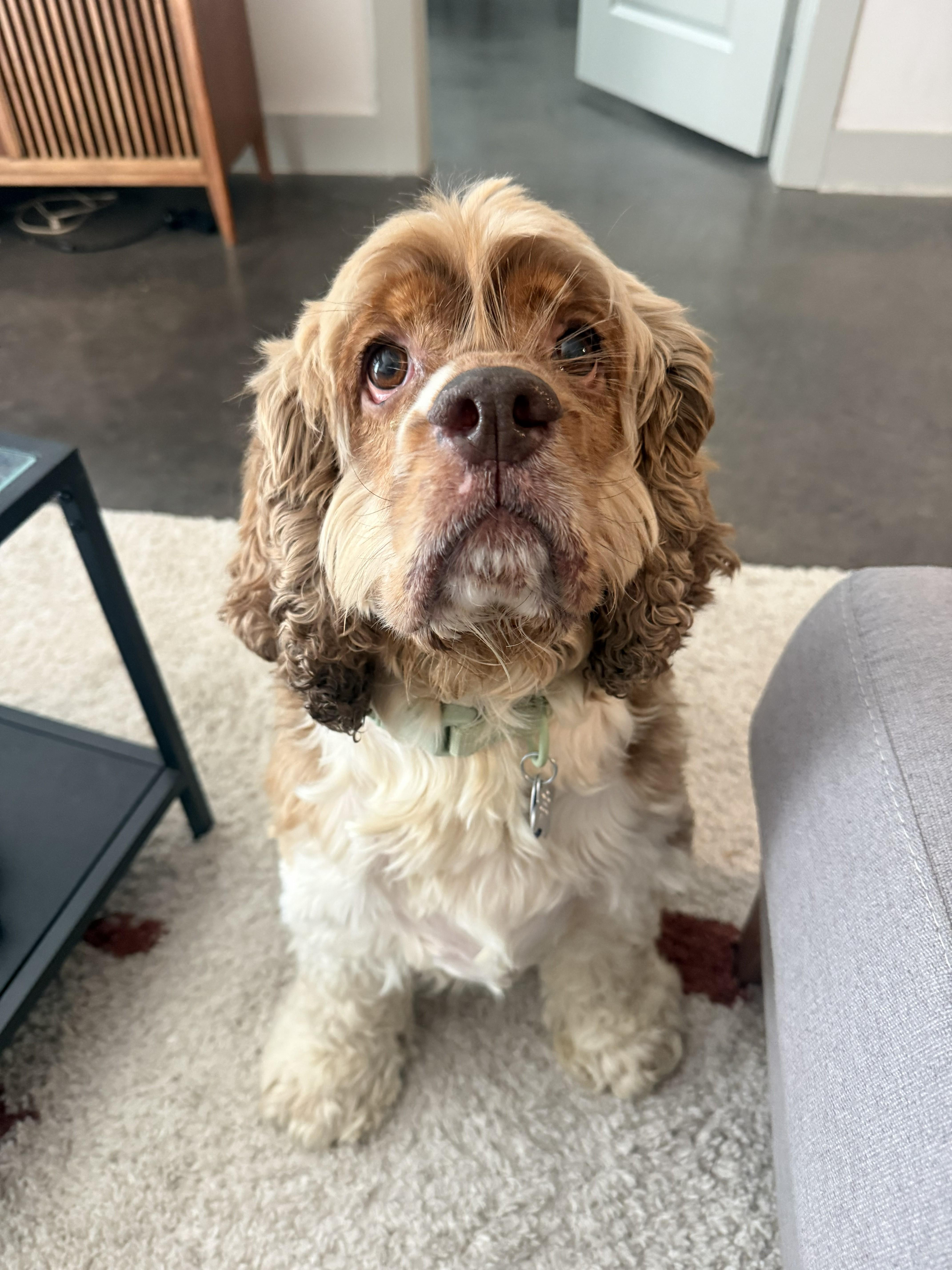 Enlarge Henry, a ADOPTABLE Cocker Spaniel in Plano, TX image 3/6