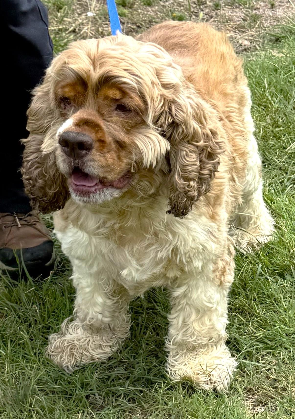 Enlarge Henry, a ADOPTABLE Cocker Spaniel in Plano, TX image 2/6