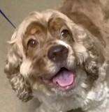 Enlarge Henry, a ADOPTABLE Cocker Spaniel in Plano, TX image 1/6