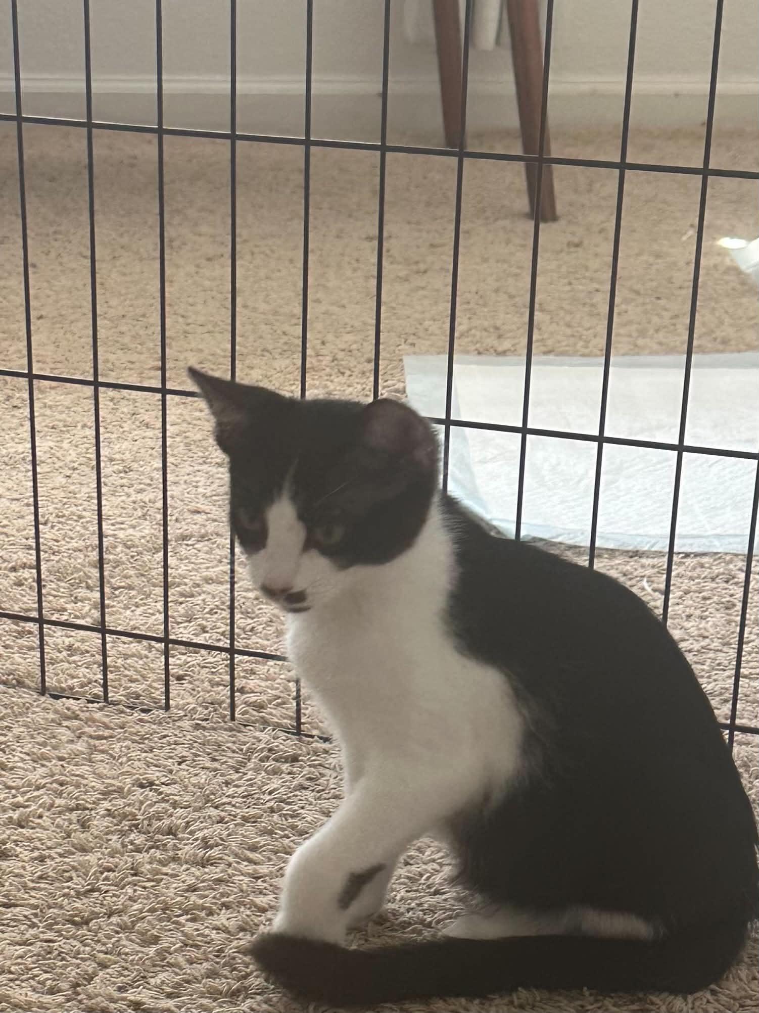 Enlarge Romeo, a Adoptable Tuxedo in Tehachapi, CA image 2/6