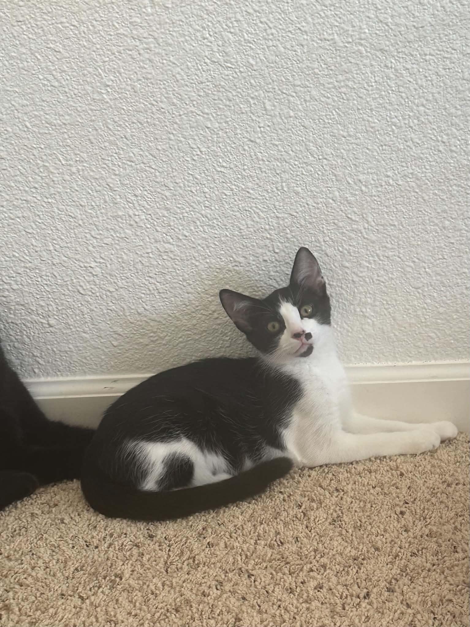 Romeo, Adoptable, Kitten Male Tuxedo.