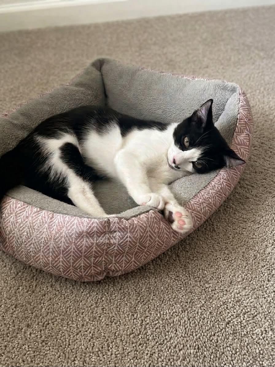 Enlarge Romeo, a Adoptable Tuxedo in Tehachapi, CA image 4/6