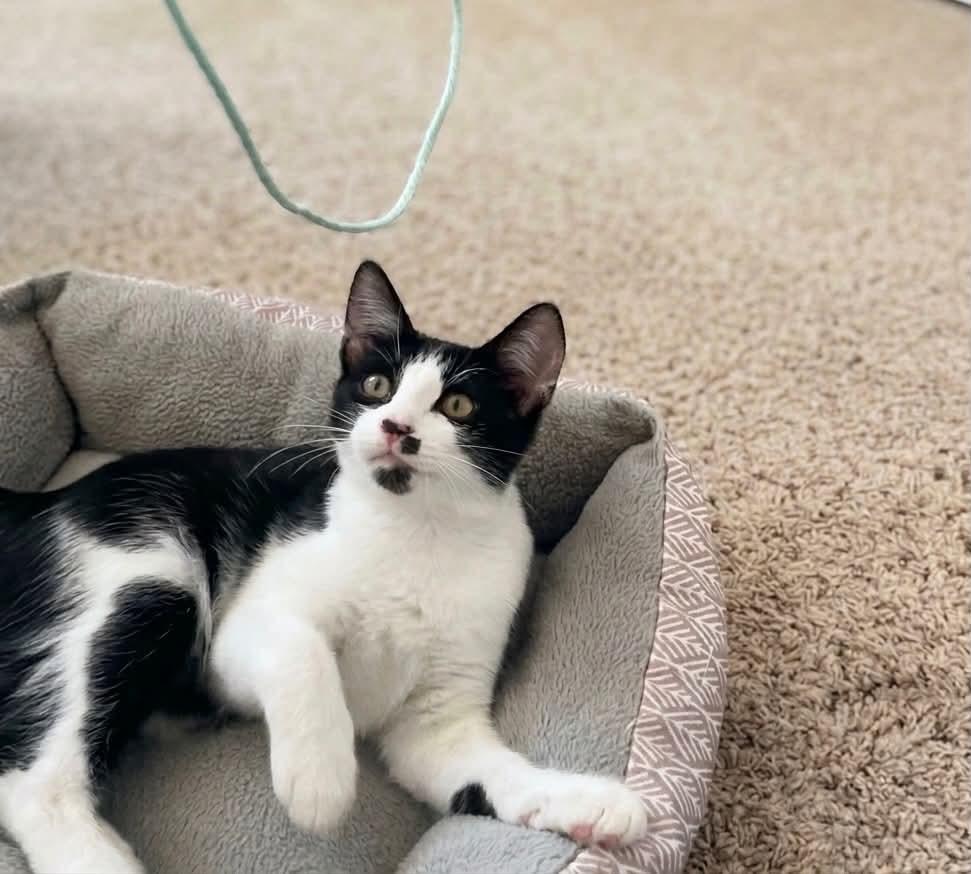 Enlarge Romeo, a Adoptable Tuxedo in Tehachapi, CA image 5/6