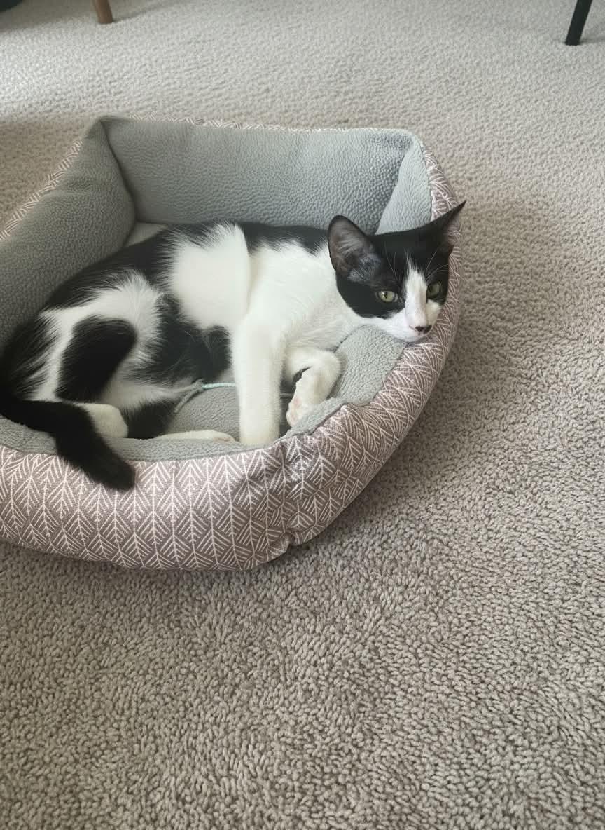 Enlarge Romeo, a Adoptable Tuxedo in Tehachapi, CA image 3/6