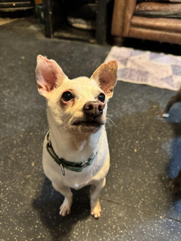 Bobarino, Adoptable, Senior Male Chihuahua.