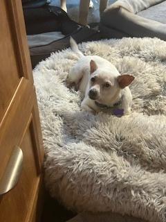 Bobarino, Adoptable, Senior Male Chihuahua.