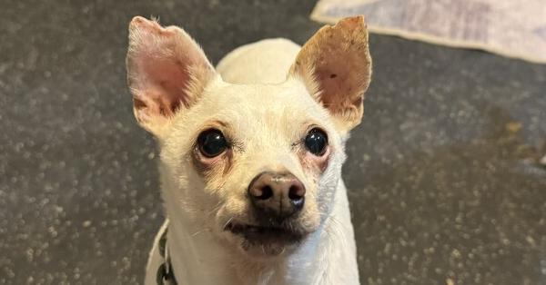 Enlarge Bobarino, a Adoptable mixed breed in Cloverdale, IN image 4/6