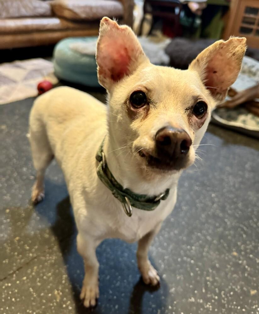 Enlarge Bobarino, a Adoptable mixed breed in Cloverdale, IN image 5/6