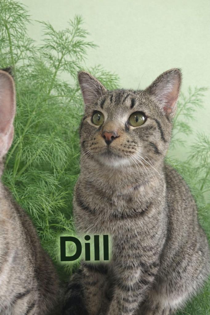 Enlarge Dill, a Adoptable mixed breed in Leonardtown, MD image 1/1