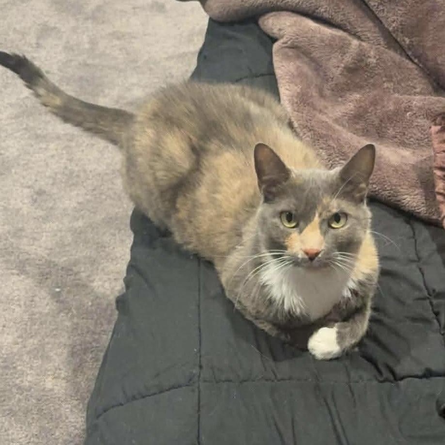 Ava , ADOPTABLE, Adult Female Domestic Short Hair.