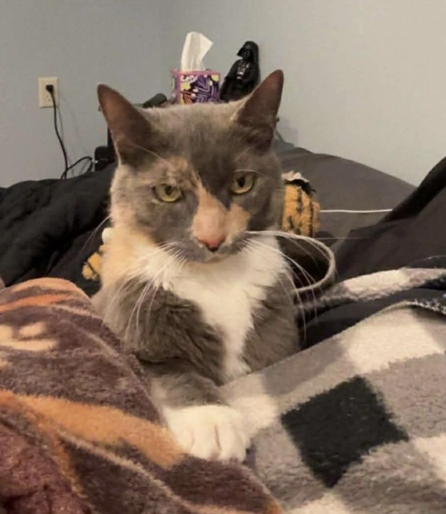 Enlarge Ava , a ADOPTABLE Domestic Short Hair in Bensalem, PA image 2/5