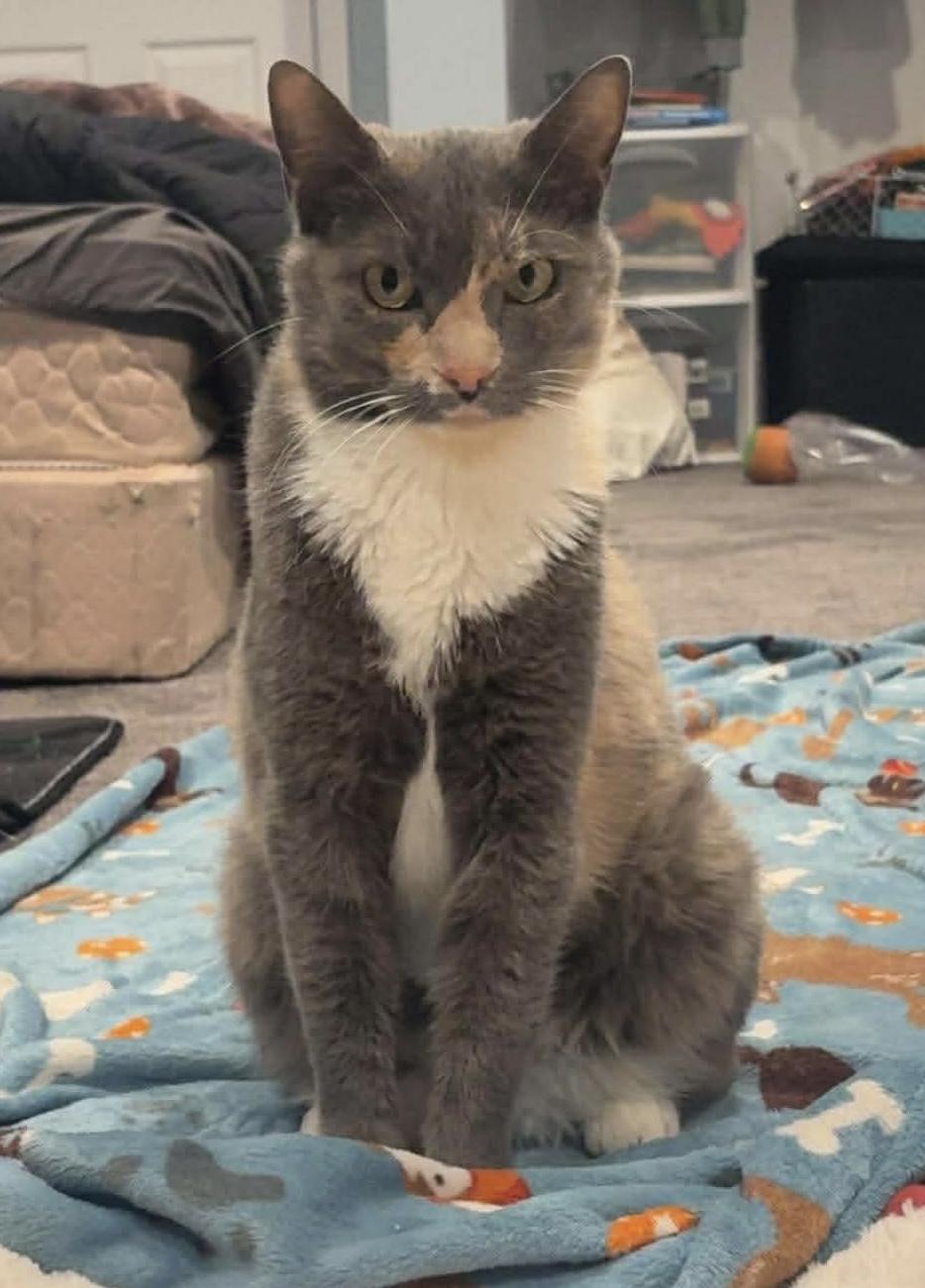 Ava , ADOPTABLE, Adult Female Domestic Short Hair.