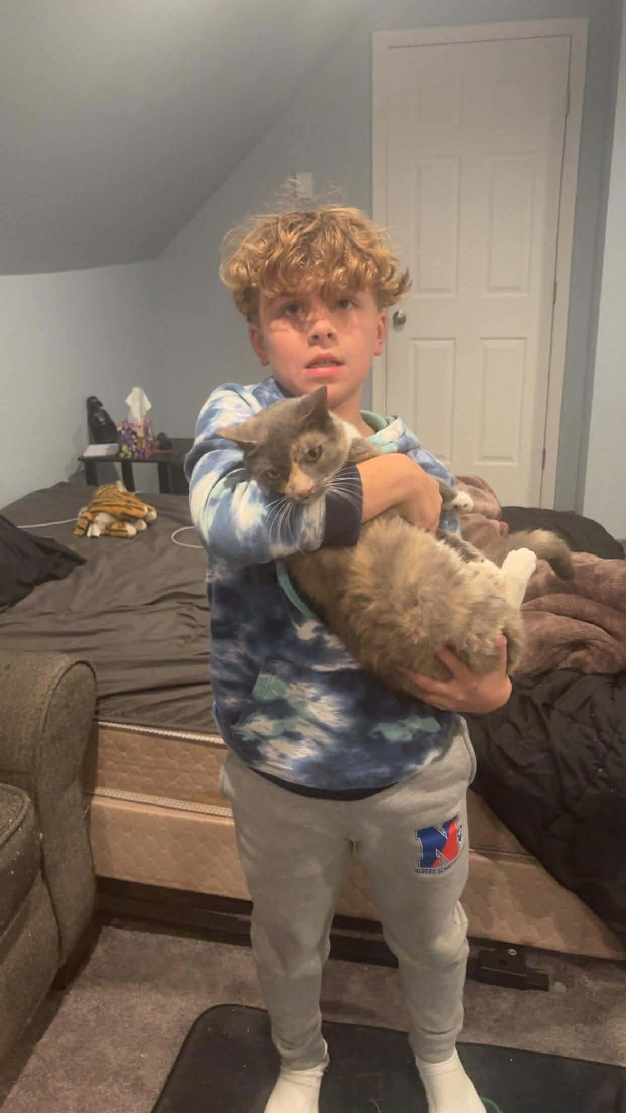 Enlarge Ava , a ADOPTABLE Domestic Short Hair in Bensalem, PA image 4/5