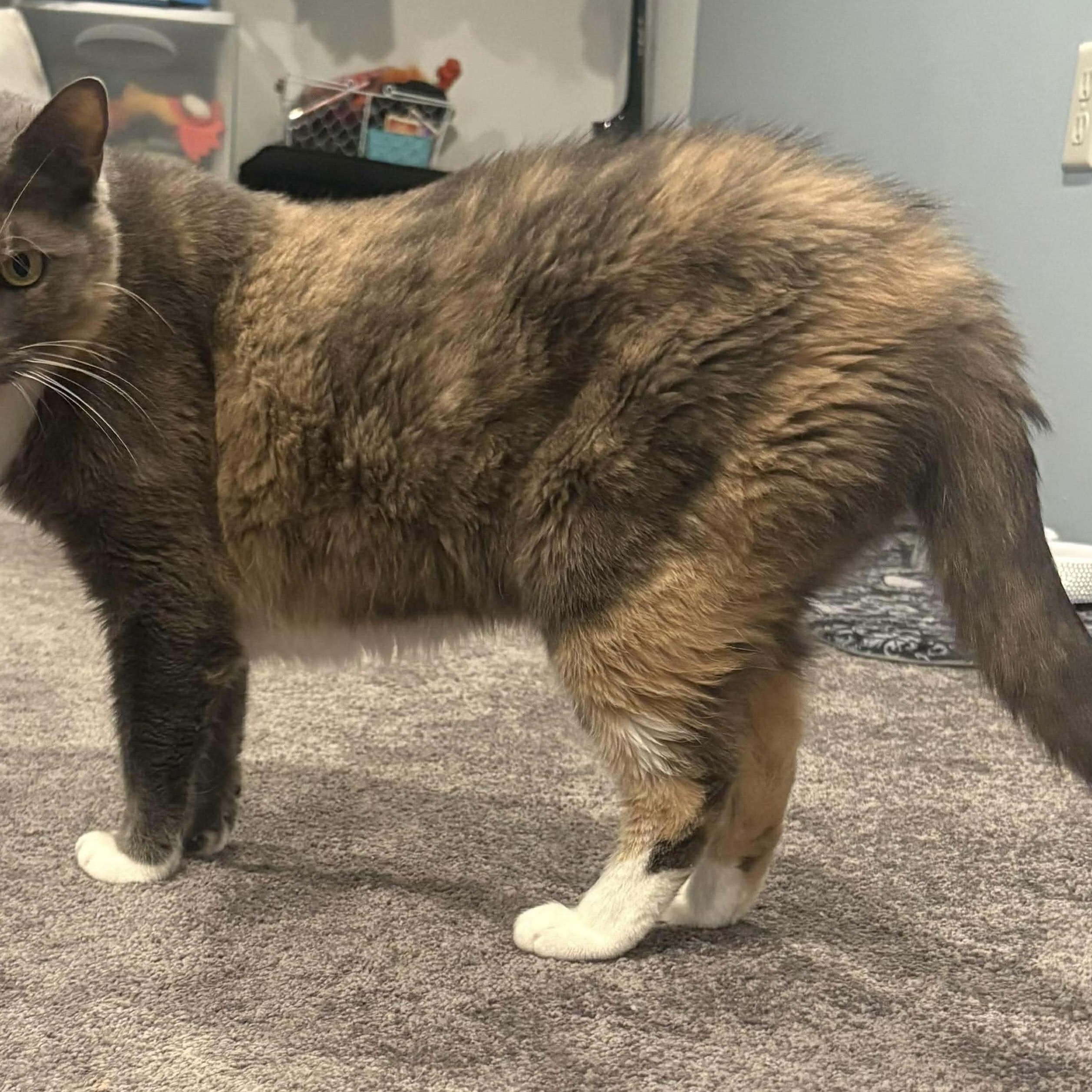 Enlarge Ava , a ADOPTABLE Domestic Short Hair in Bensalem, PA image 5/5