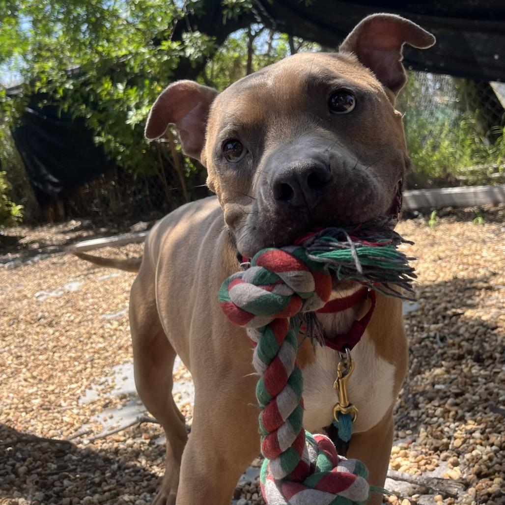 Enlarge Gunther, a Adoptable Mixed Breed in Sarasota, FL image 1/6