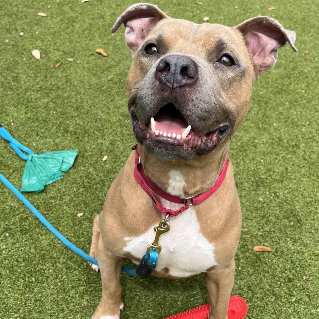 Enlarge Gunther, a Adoptable Mixed Breed in Sarasota, FL image 2/6