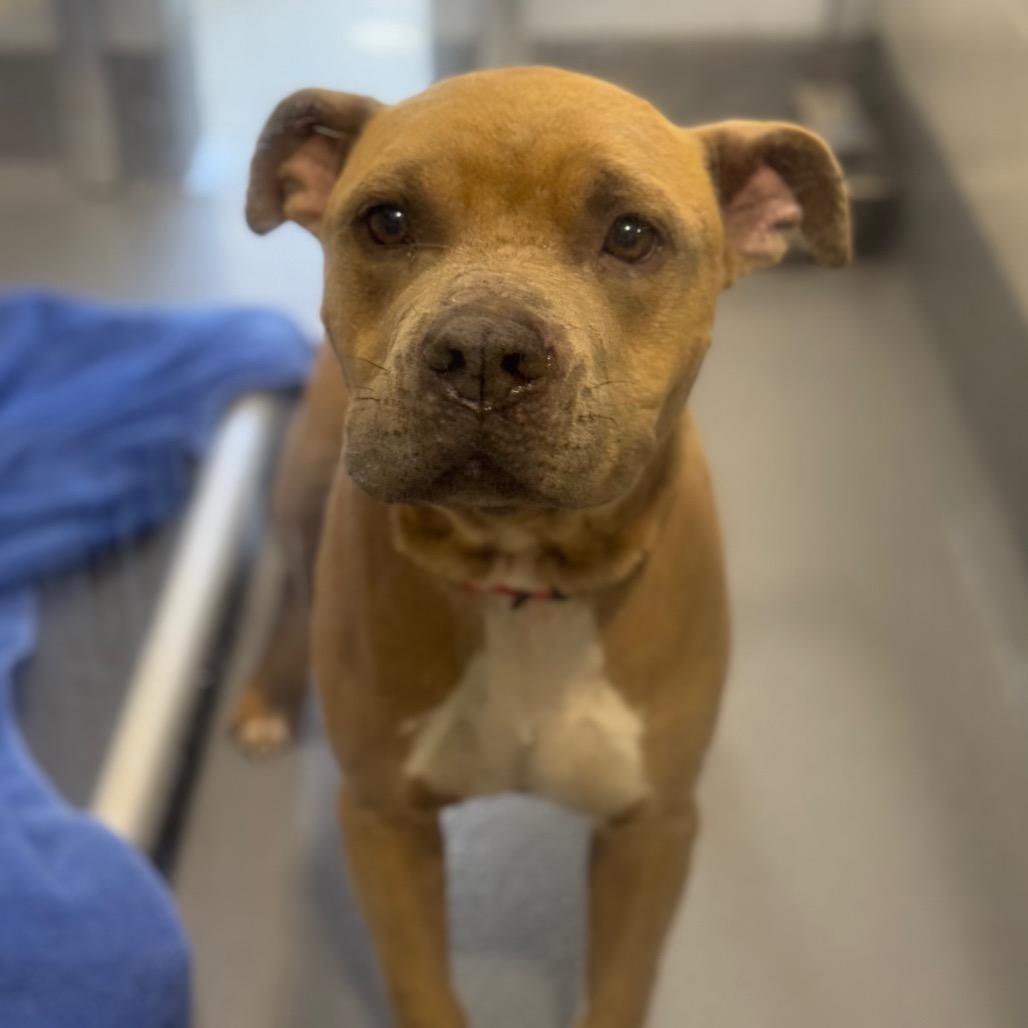 Enlarge Gunther, a Adoptable Mixed Breed in Sarasota, FL image 3/6