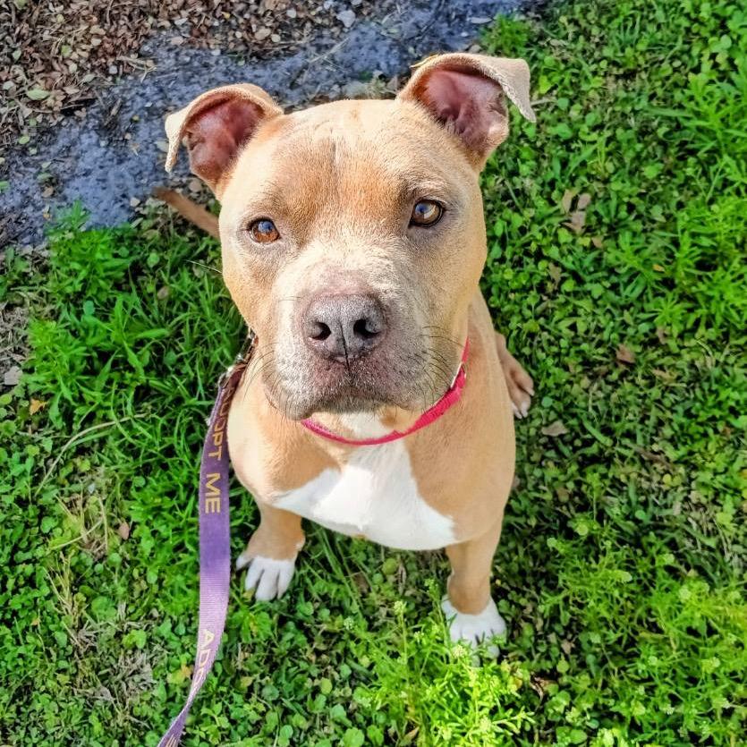 Enlarge Gunther, a Adoptable Mixed Breed in Sarasota, FL image 4/6