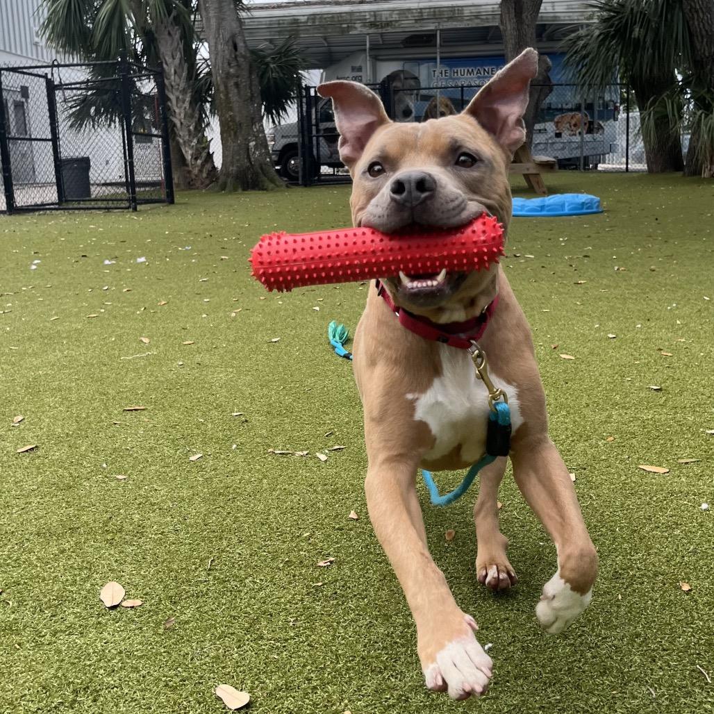 Enlarge Gunther, a Adoptable Mixed Breed in Sarasota, FL image 5/6