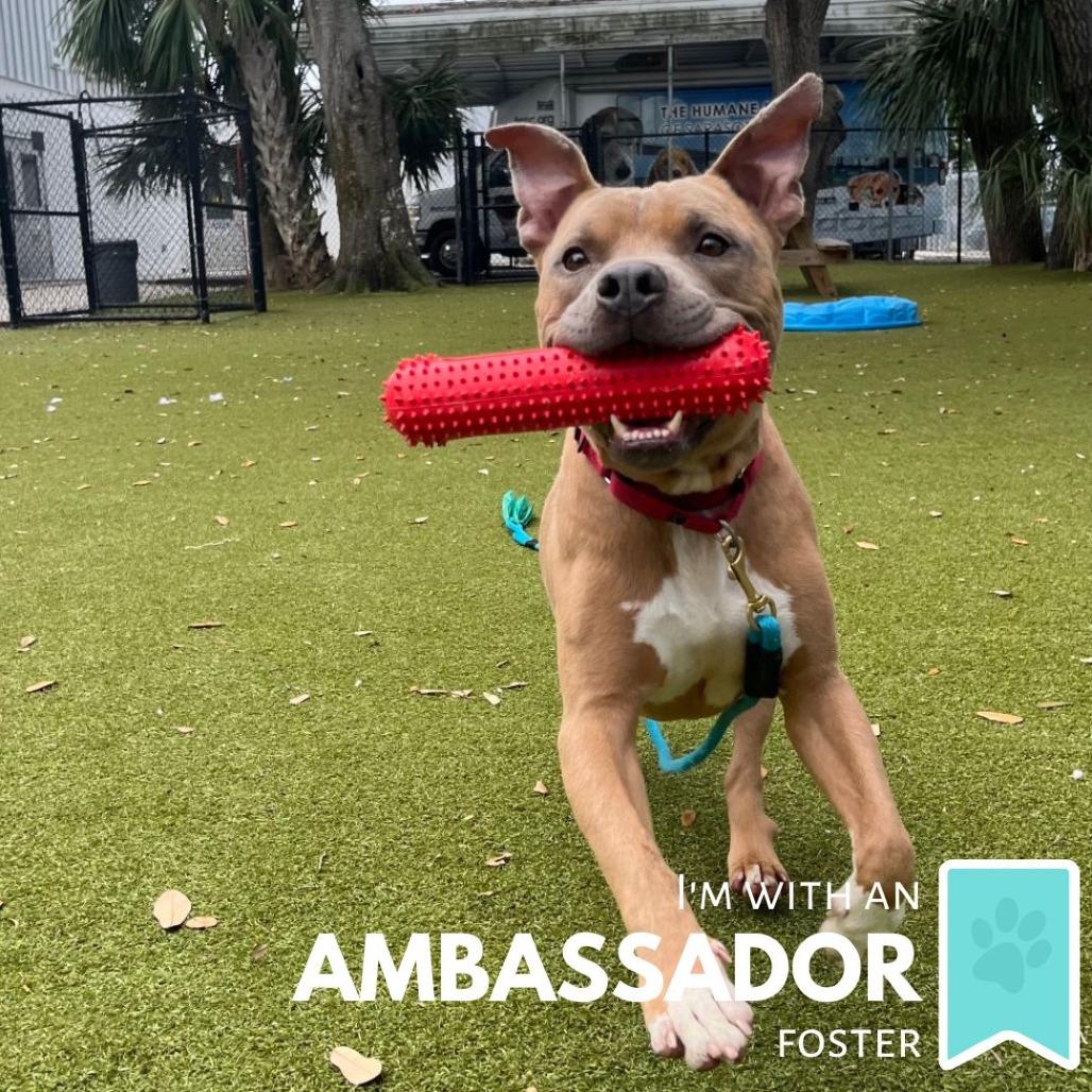 Enlarge Gunther, a Adoptable Mixed Breed in Sarasota, FL image 6/6