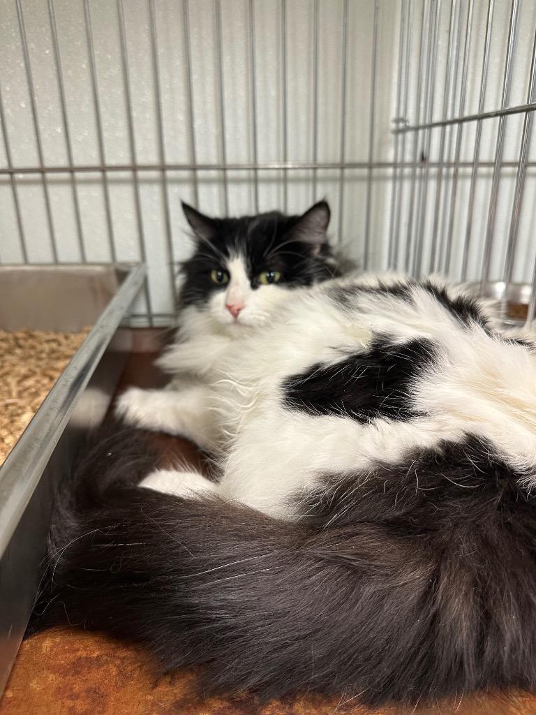 Enlarge Nori, a Adoptable mixed breed in Rock Springs, WY image 1/3