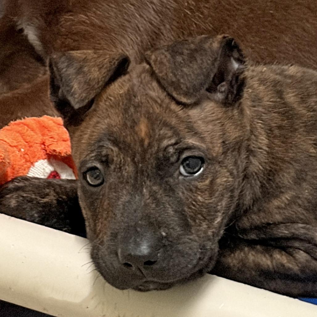 Parfait, Adoptable, Puppy Male Pit Bull Terrier.