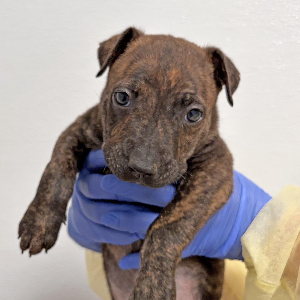 Enlarge Parfait, a Adoptable Pit Bull Terrier in Ojai, CA image 2/4