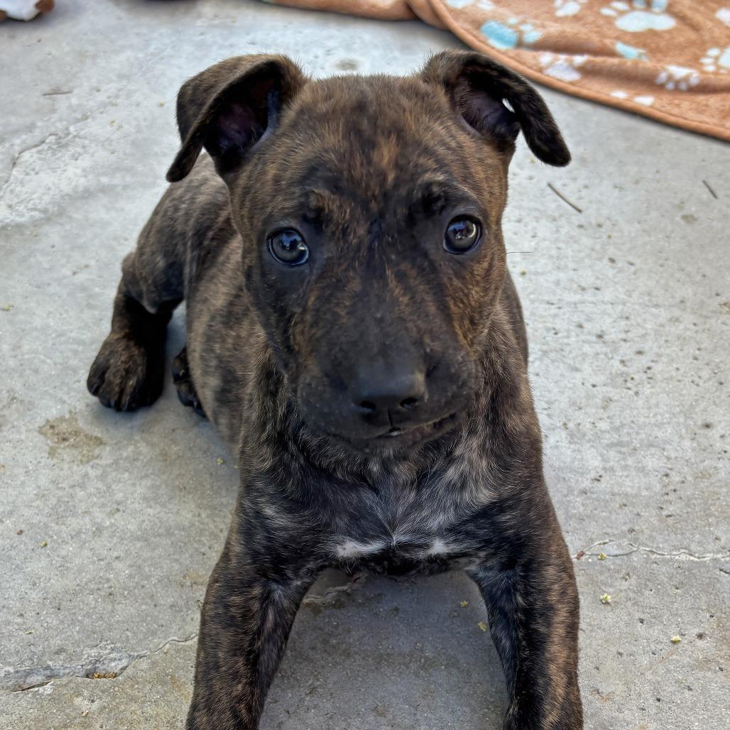 Enlarge Parfait, a Adoptable Pit Bull Terrier in Ojai, CA image 3/4