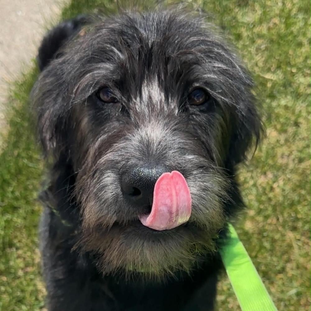 Poppy, a Adoptable mixed breed in Grand Rapids, MI image 2/4