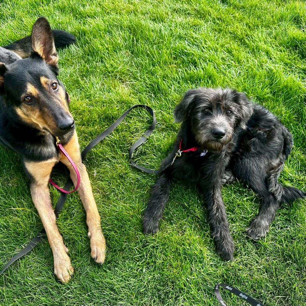 Poppy, a Adoptable mixed breed in Grand Rapids, MI image 3/4