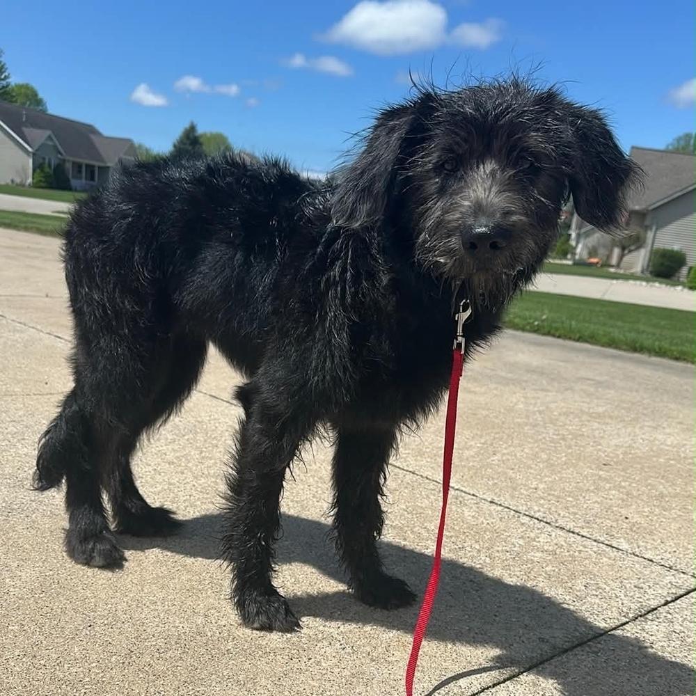 Poppy, a Adoptable mixed breed in Grand Rapids, MI image 4/4