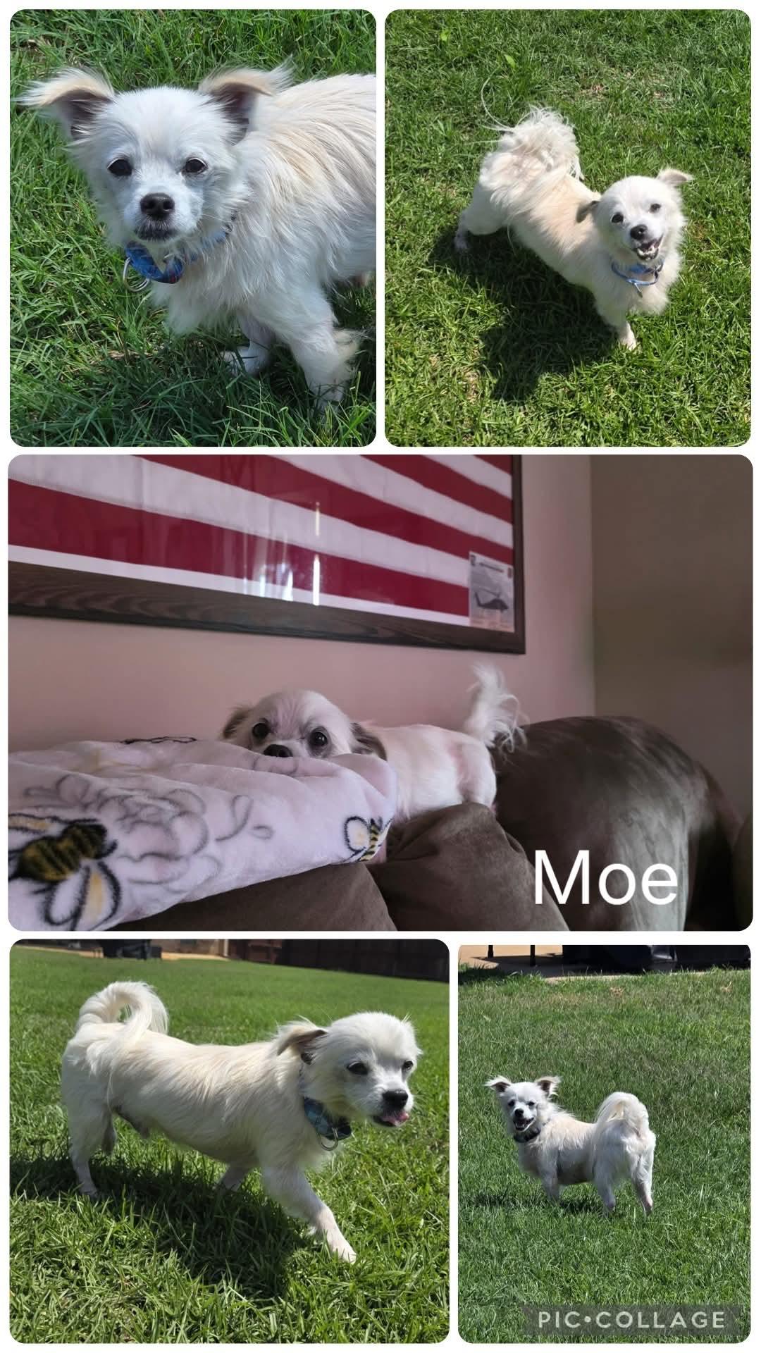 Enlarge Moe, an adopted mixed breed in Enterprise, AL image 1/1