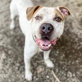 Popeye (I have a Secret Crush!)