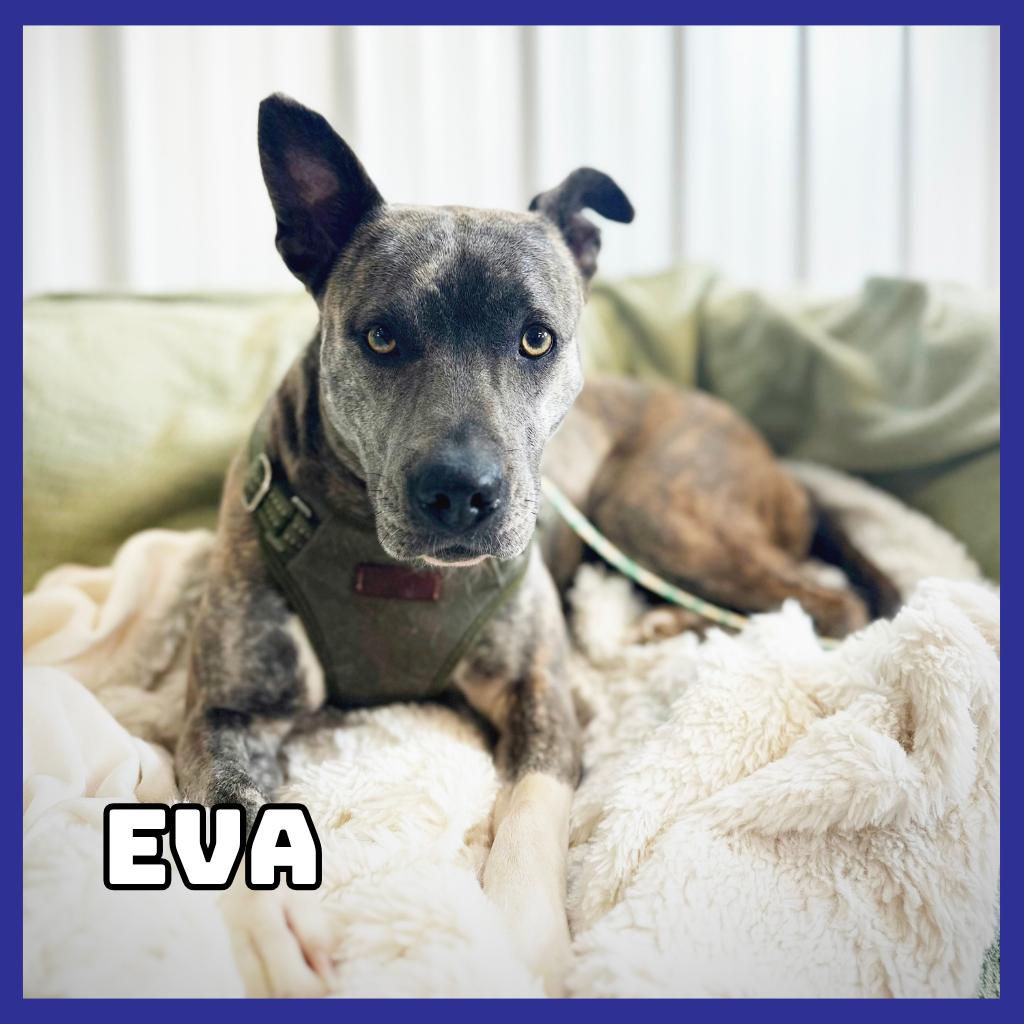 Eva, Adoptable, Adult Female American Staffordshire Terrier.