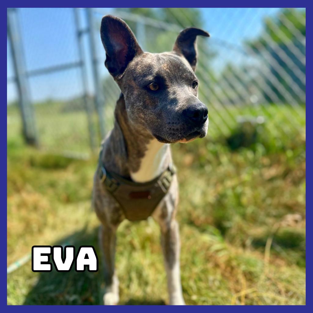Eva, a Adoptable American Staffordshire Terrier in Glenwood, MN image 2/3