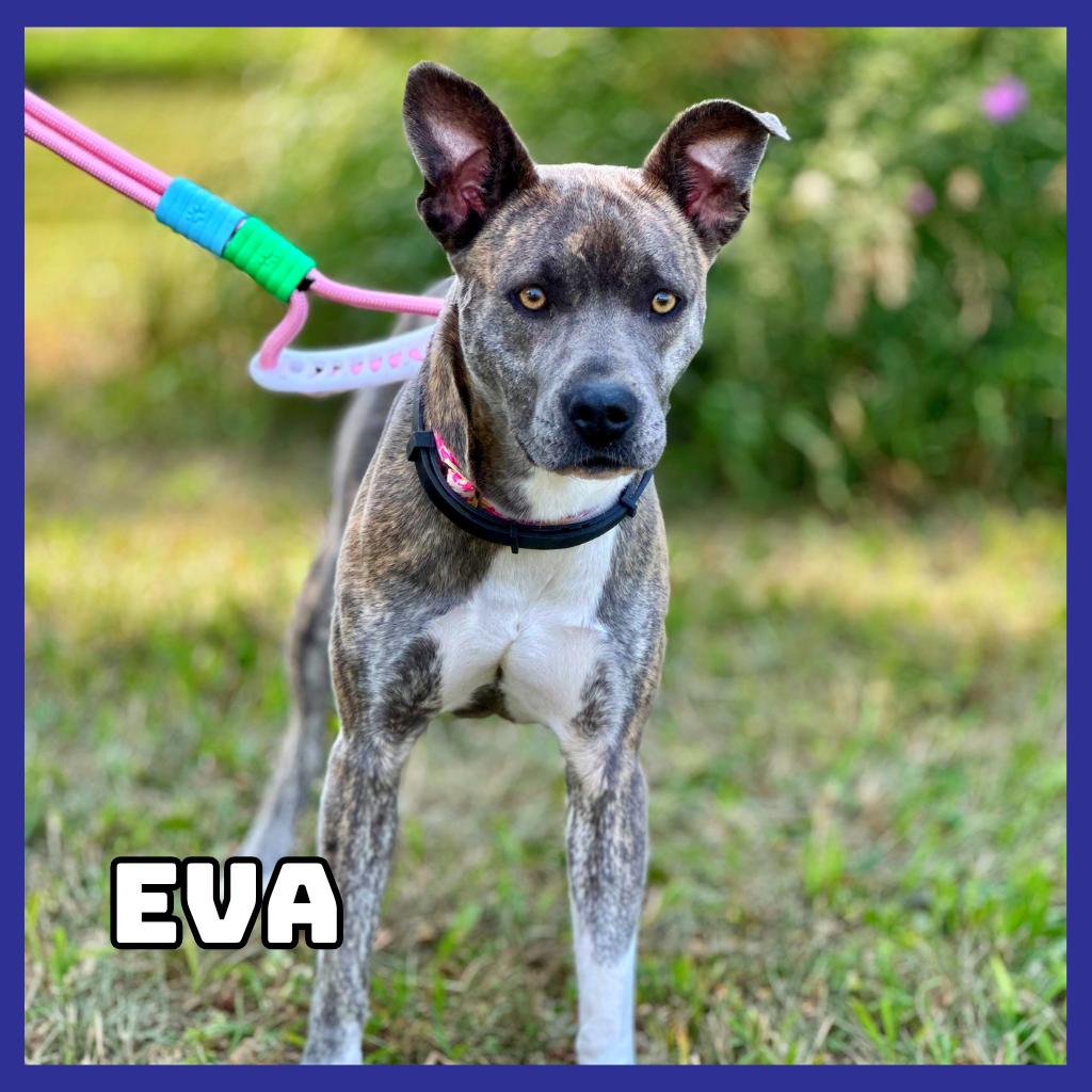 Eva, a Adoptable American Staffordshire Terrier in Glenwood, MN image 3/3
