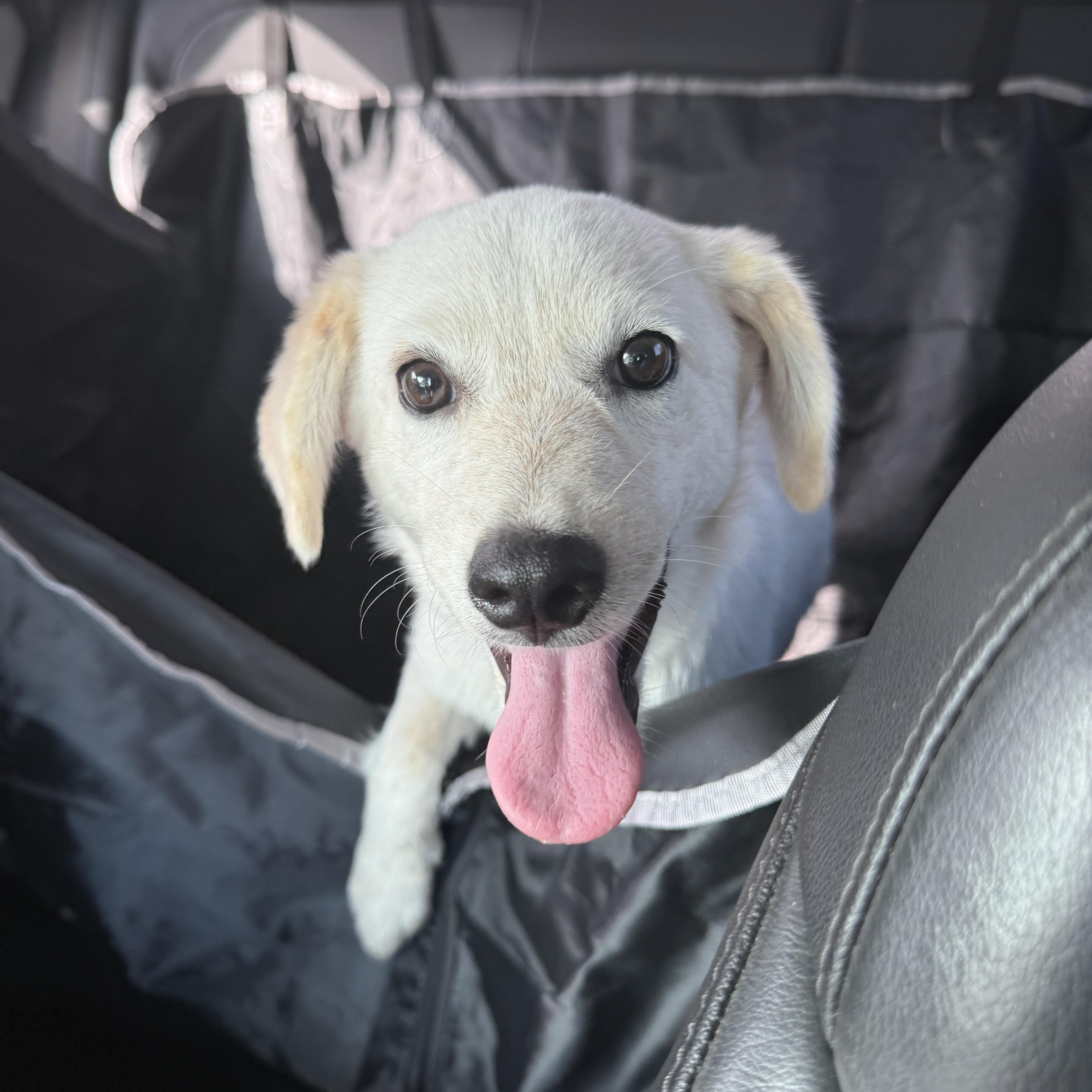 Gretchen, an adopted mixed breed in Pittsburgh, PA image 4/6
