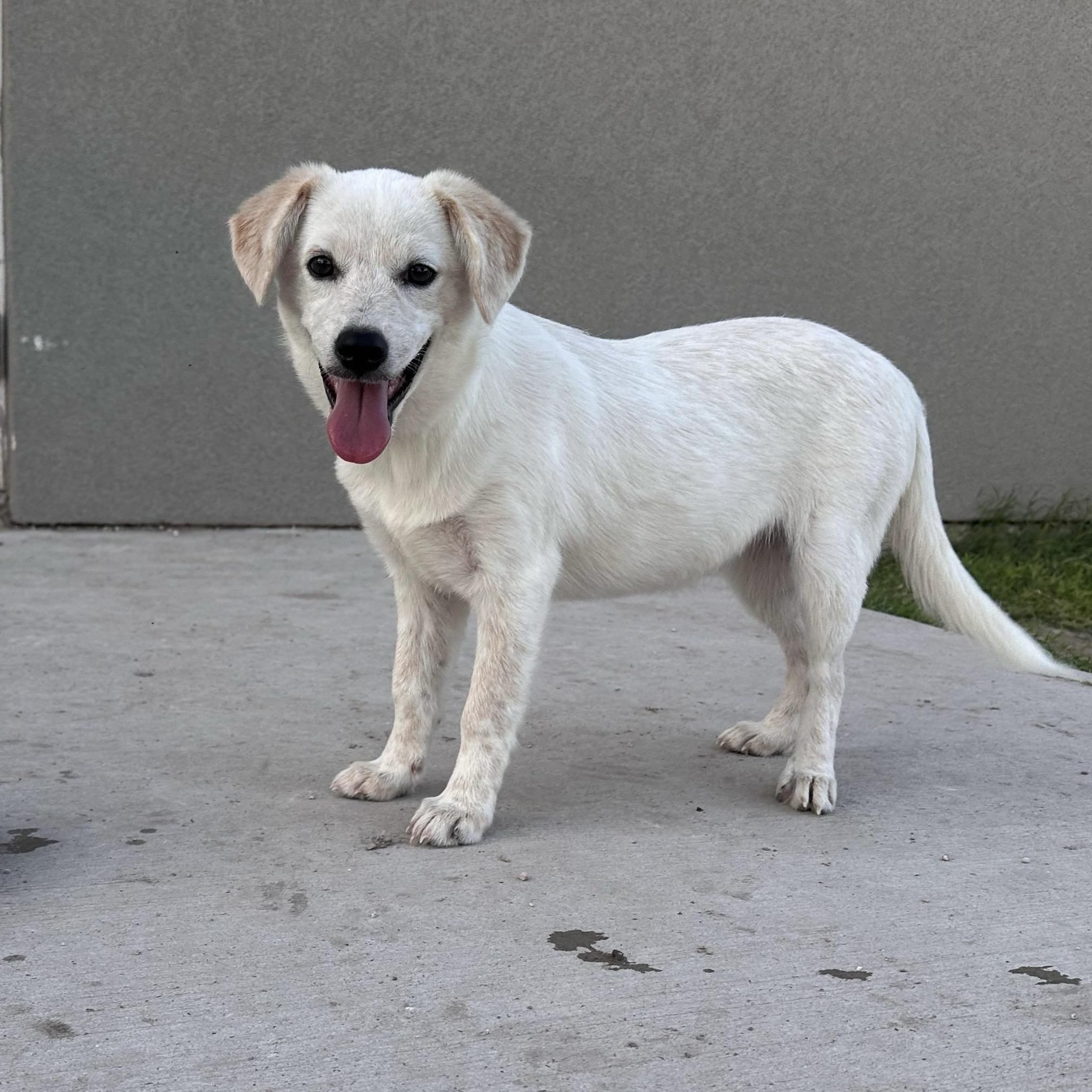Gretchen, adopted, Puppy Female Labrador Retriever & Australian Cattle Dog / Blue Heeler.